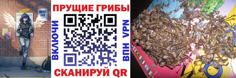 Псилоцибиновые грибы Psilocybe  Феодосия 